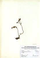 藏品(高山石吊蘭)的圖片